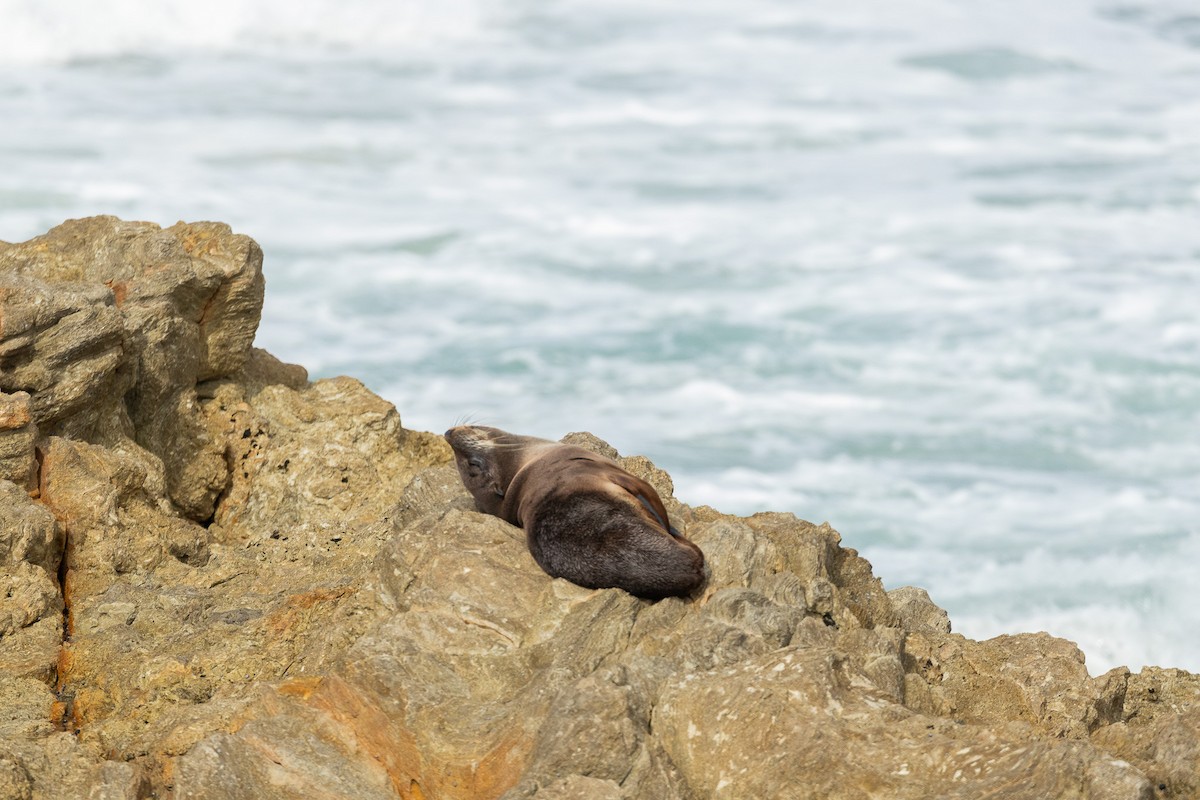 Long-nosed Fur Seal - ML644966213