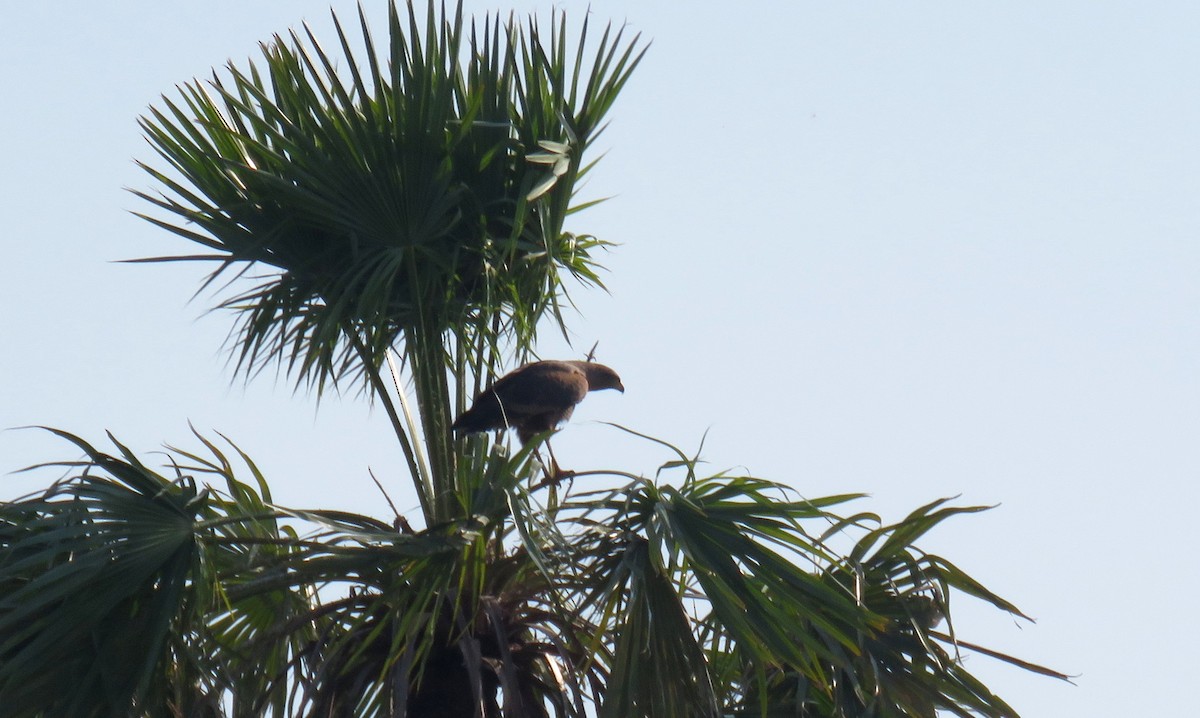 Busardo Sabanero - ML644966214