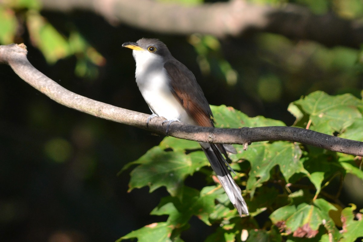 Желтоклювая пиайя - ML644966217