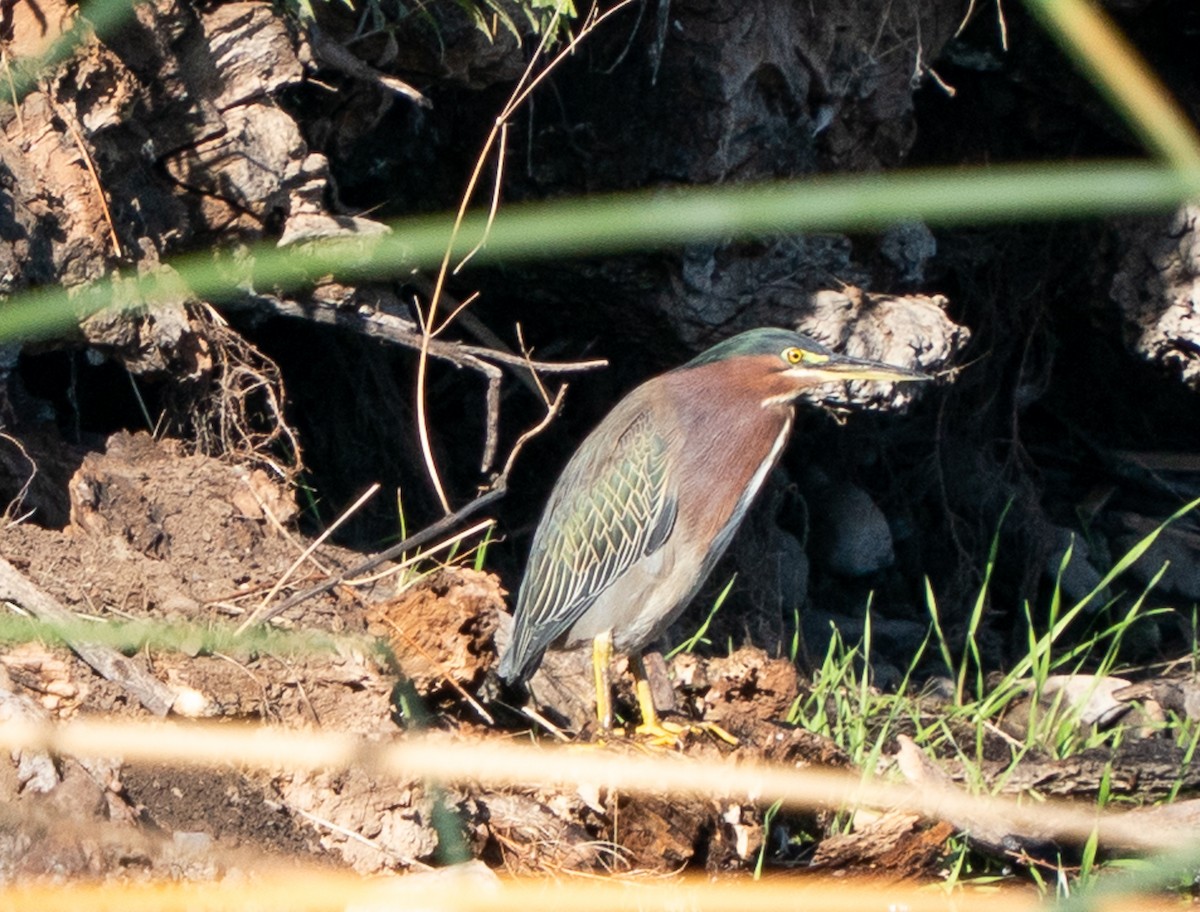 Чапля зелена - ML644966226