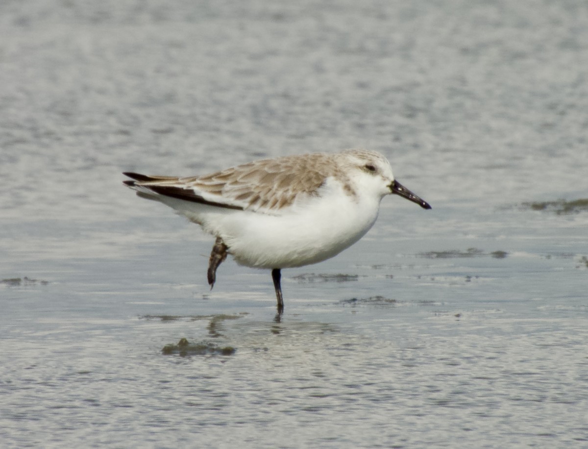 Txirri zuria - ML644966227