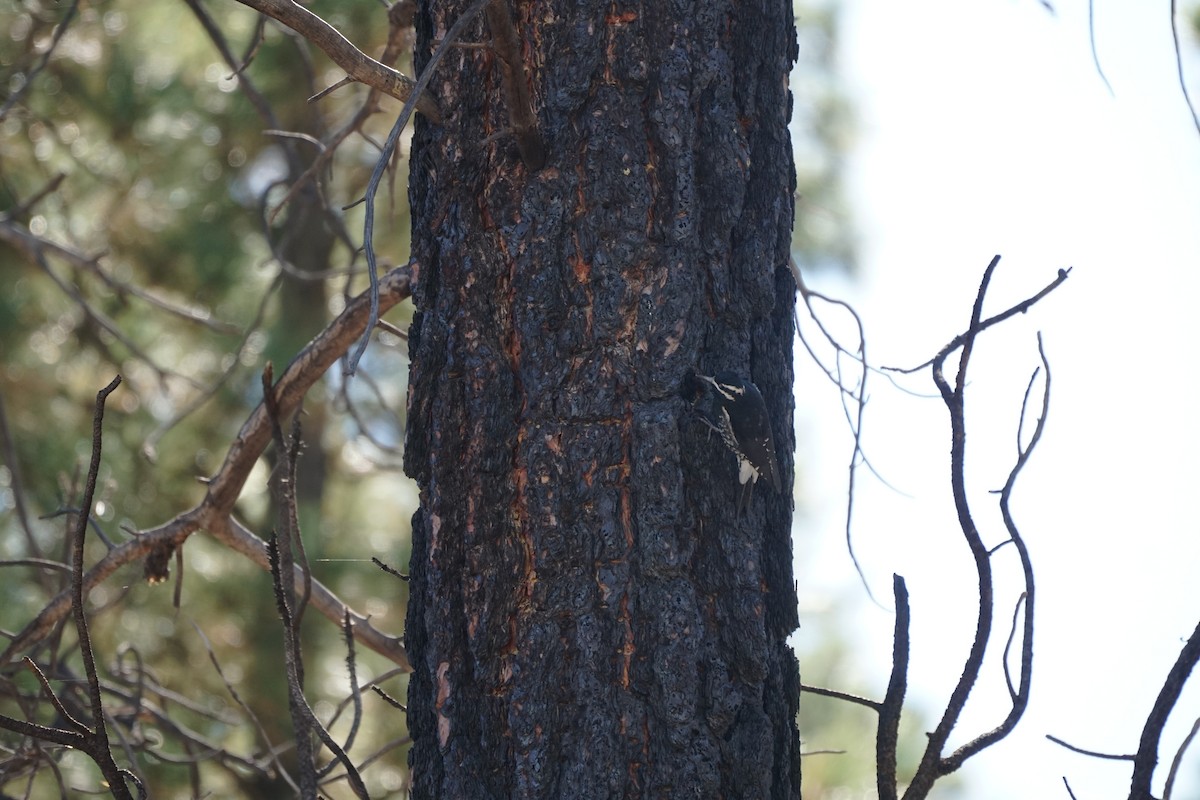 Williamson's Sapsucker - ML644966239