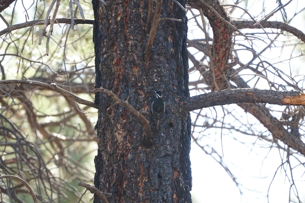 Williamson's Sapsucker - ML644966243