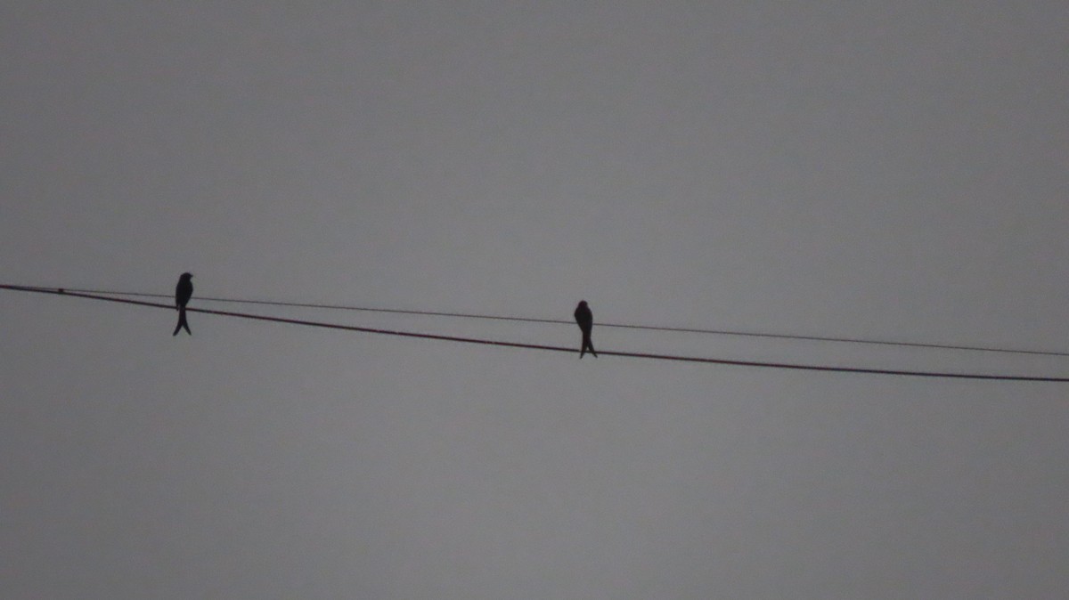 drongo černý - ML644966244