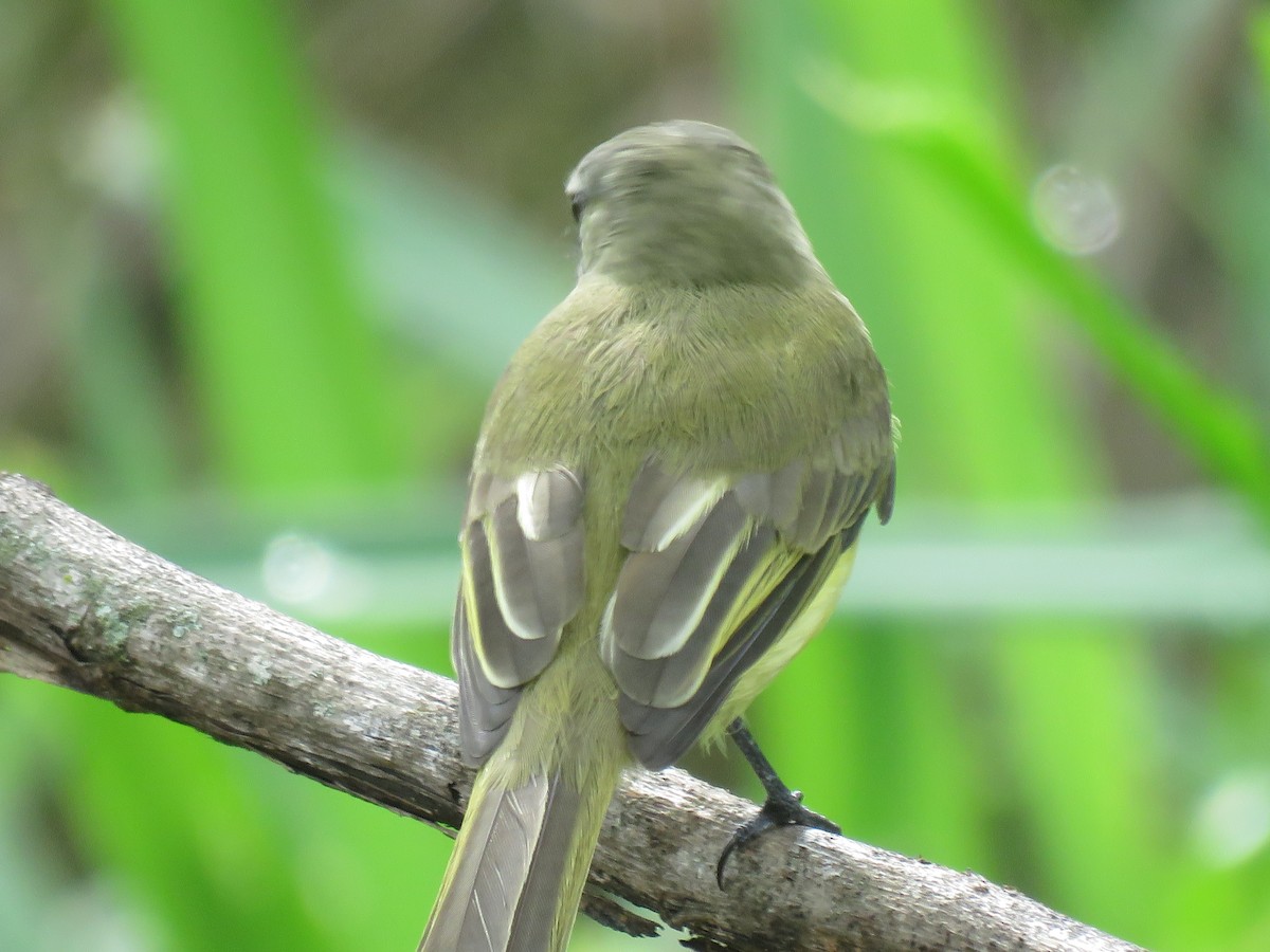 Greenish Elaenia - ML644966252