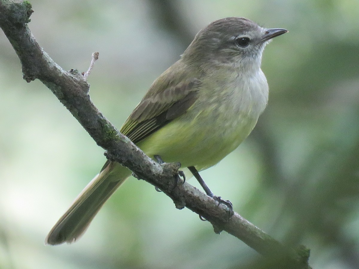 Greenish Elaenia - ML644966253