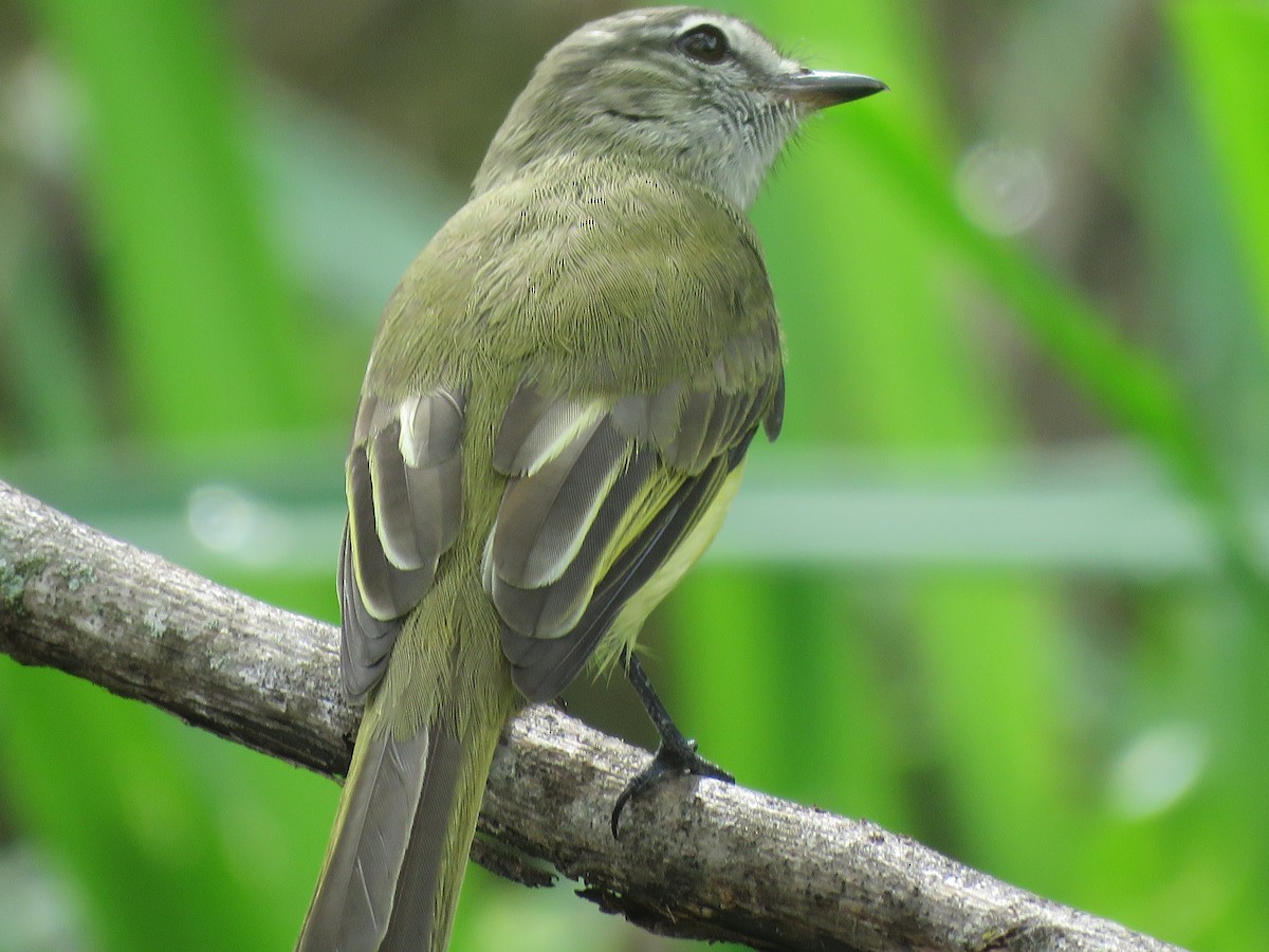 Greenish Elaenia - ML644966254