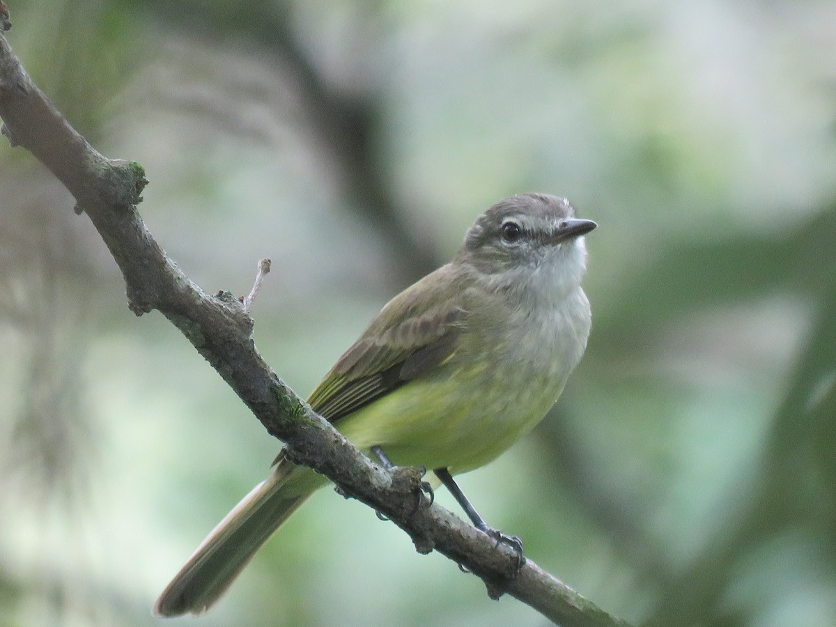 Greenish Elaenia - ML644966255