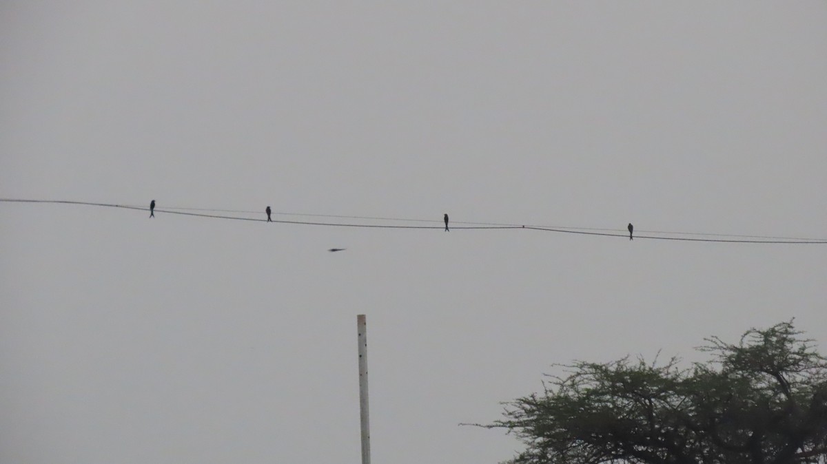 drongo černý - ML644966256