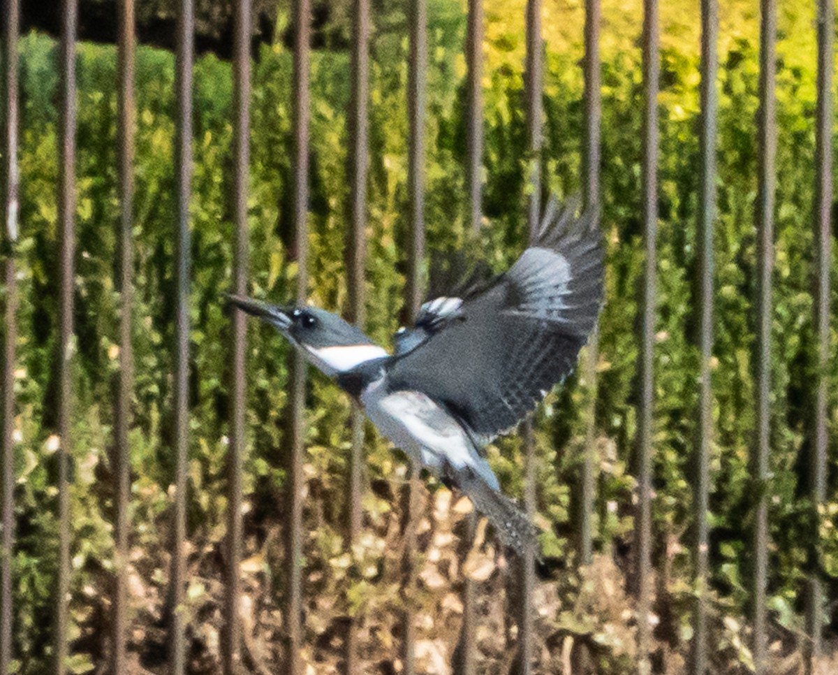 Рибалочка-чубань північний - ML644966258