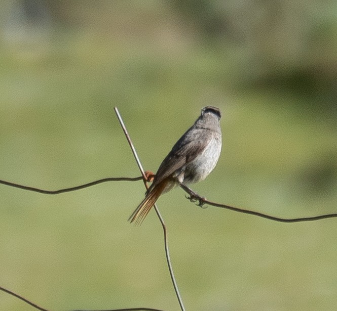 Hodgson's Redstart - ML644966267