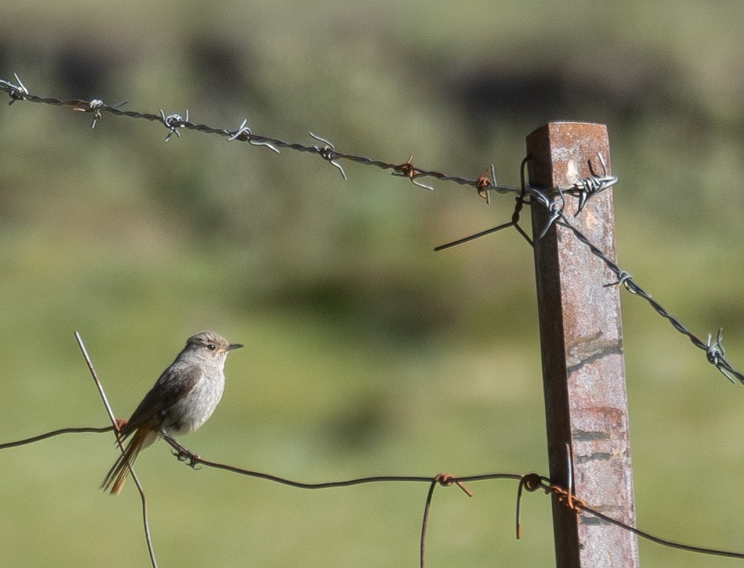 Hodgson's Redstart - ML644966268