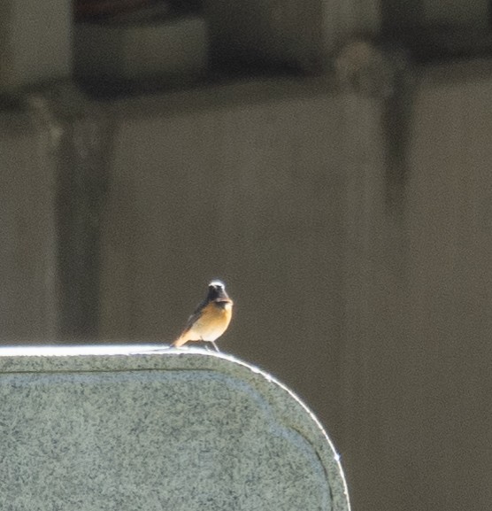 Hodgson's Redstart - ML644966269