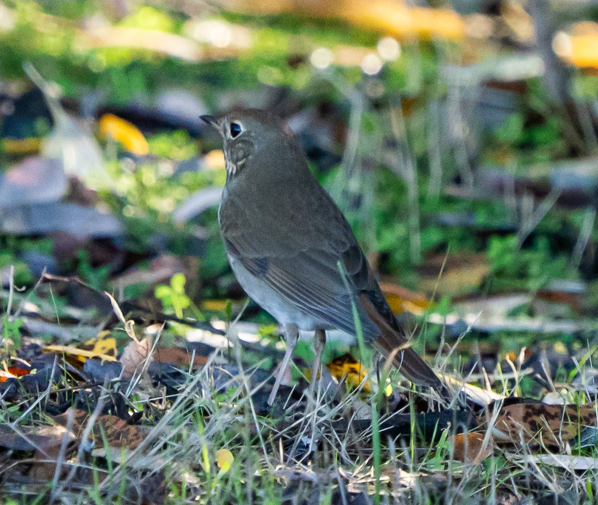 Дрізд-короткодзьоб плямистоволий - ML644966285