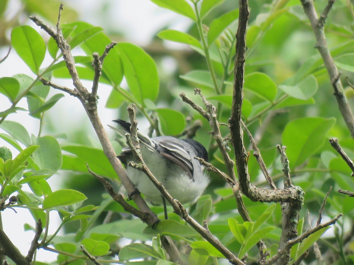 Amazonasmückenfänger - ML644966302