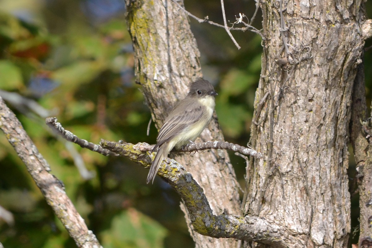 Eastern Phoebe - ML644966303