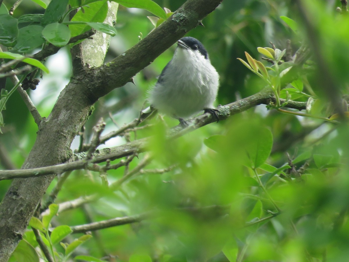 Amazonasmückenfänger - ML644966304