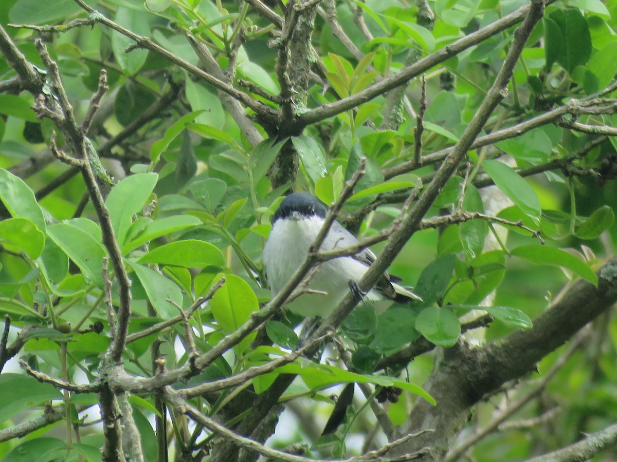 Amazonasmückenfänger - ML644966305