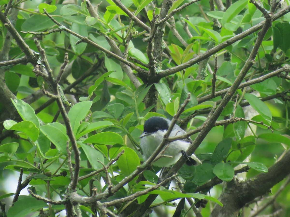 Amazonasmückenfänger - ML644966306