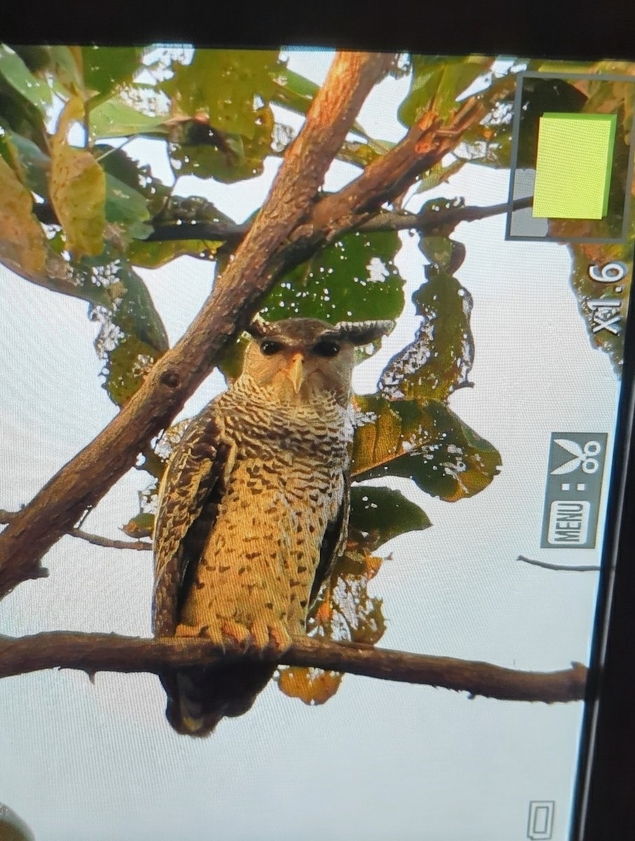 Spot-bellied Eagle-Owl - ML644966317