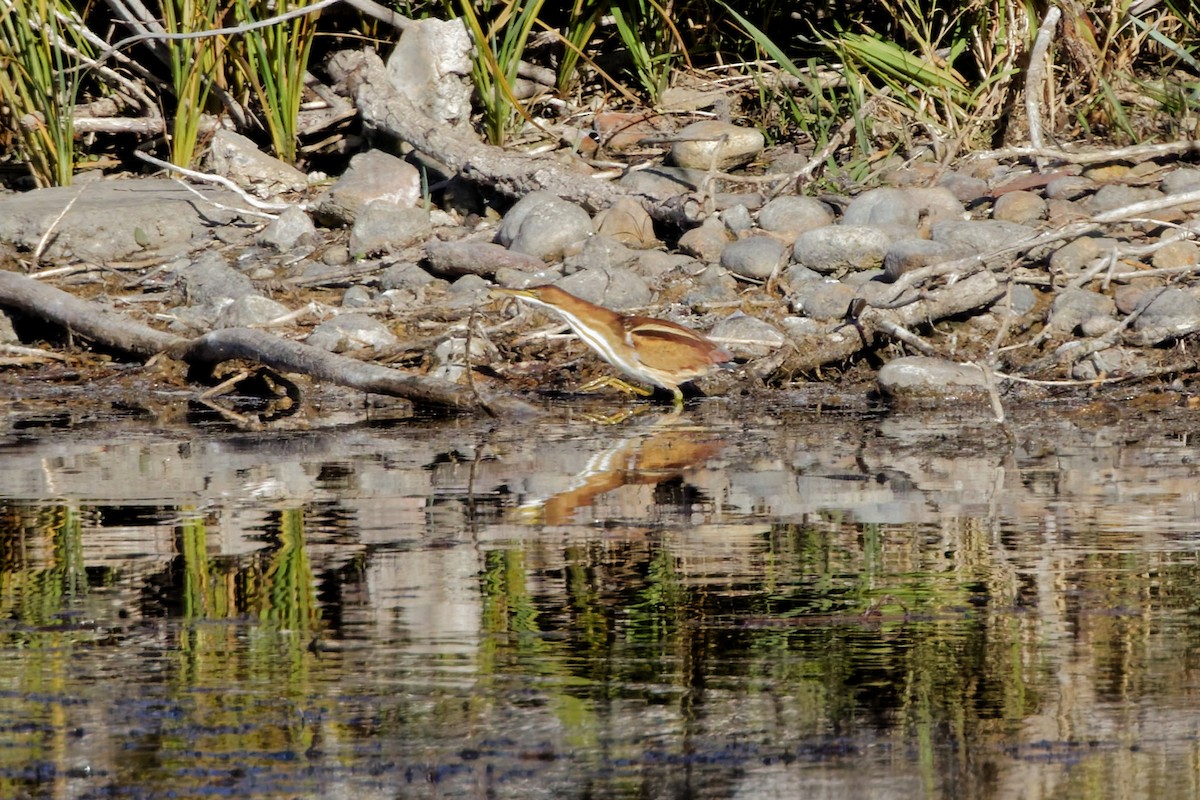 Indianerdommel - ML644966318