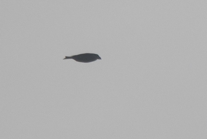 furukorsnebb - ML644966374