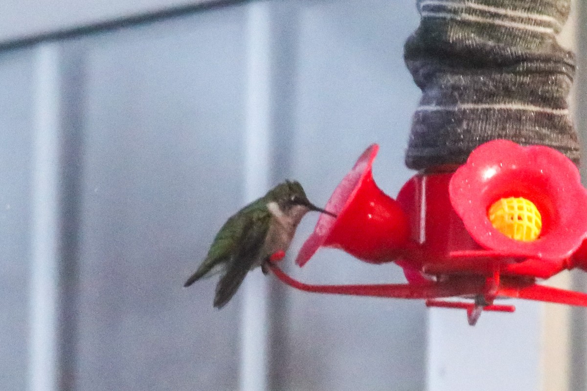 Ruby-throated Hummingbird - Walter Parker