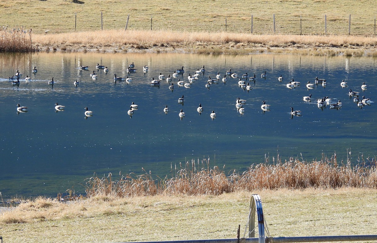 Canada Goose - ML644966438