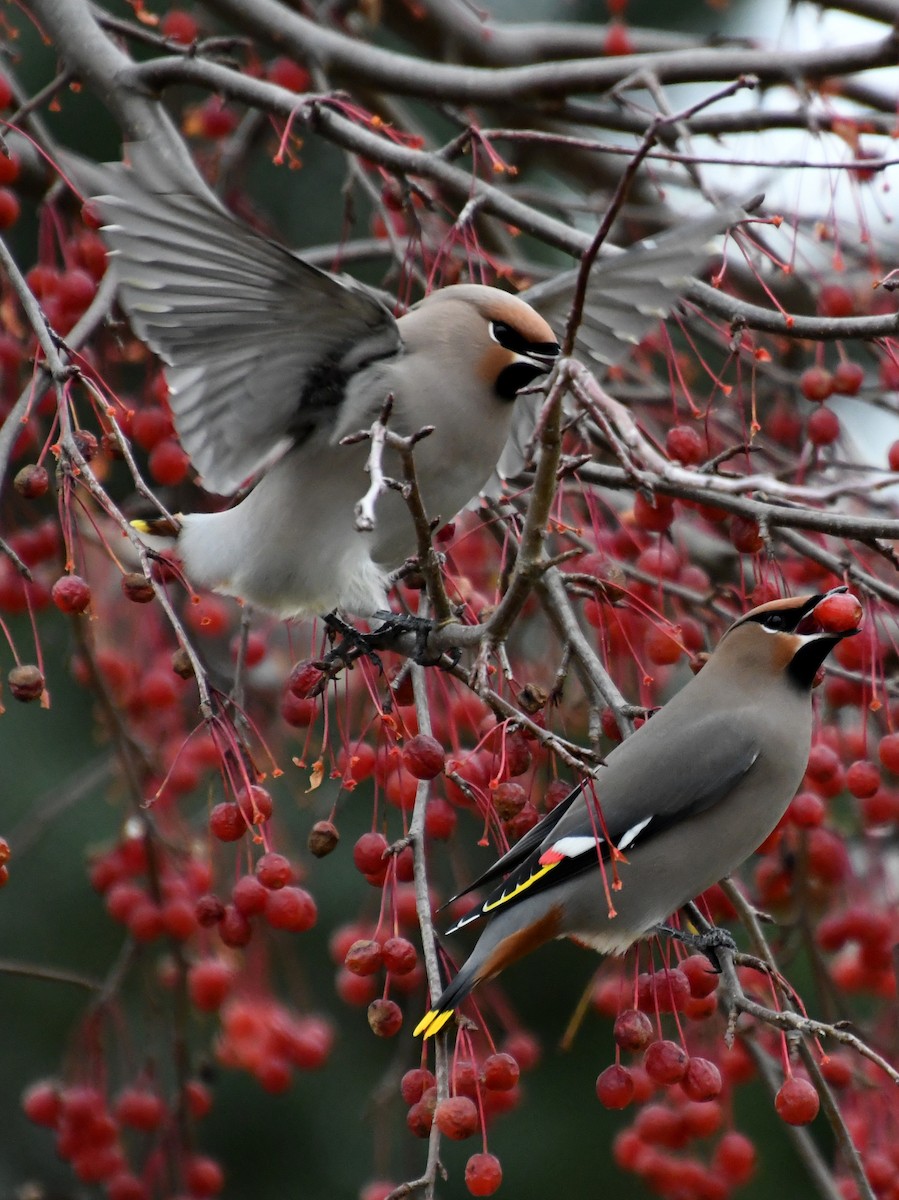 Ampelis Europeo - ML644966445