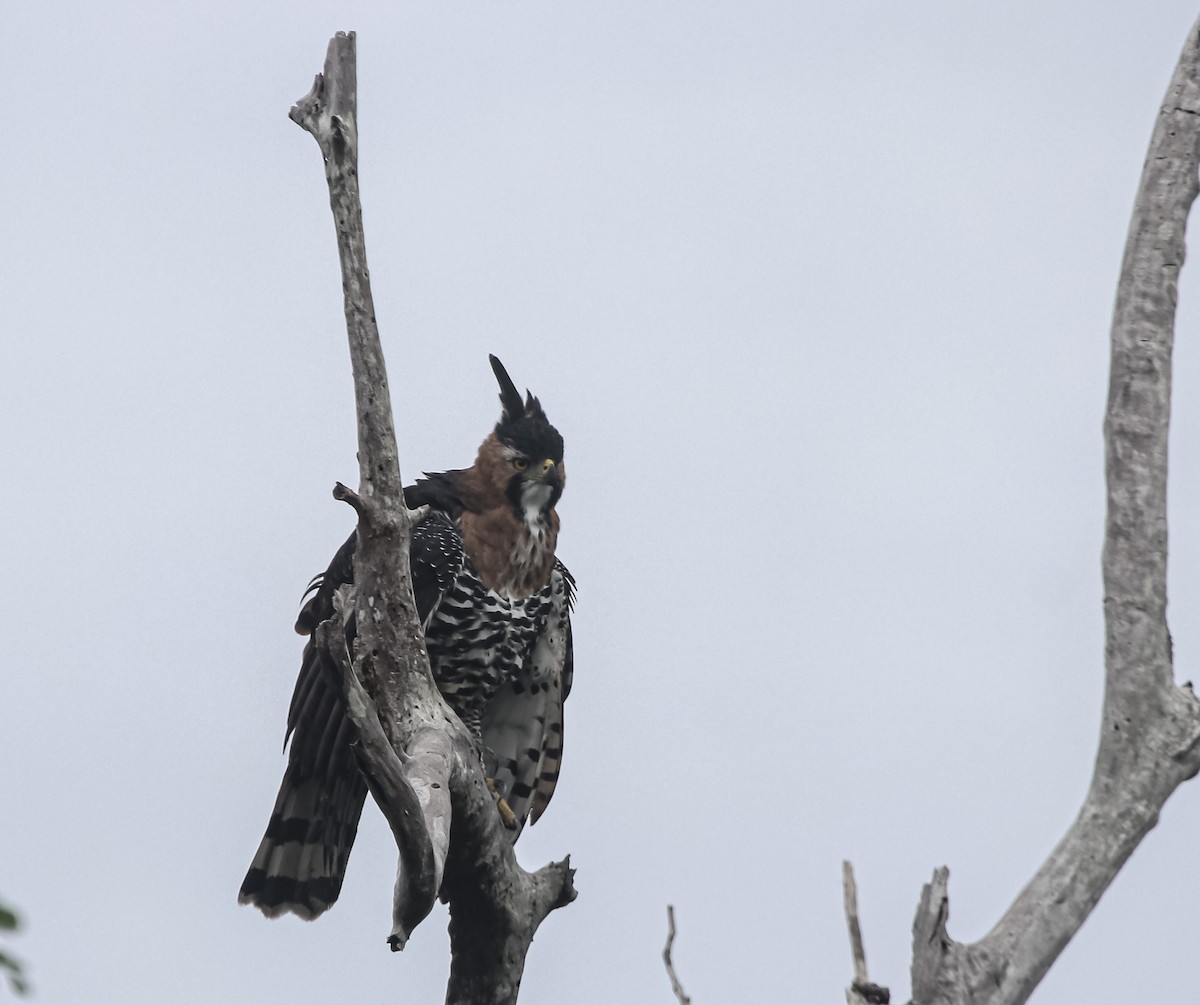 アカエリクマタカ - ML644966448