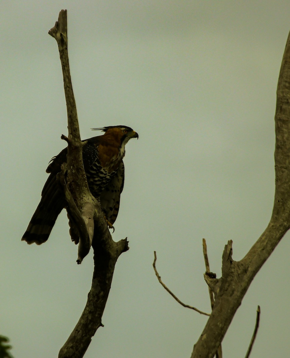 アカエリクマタカ - ML644966450