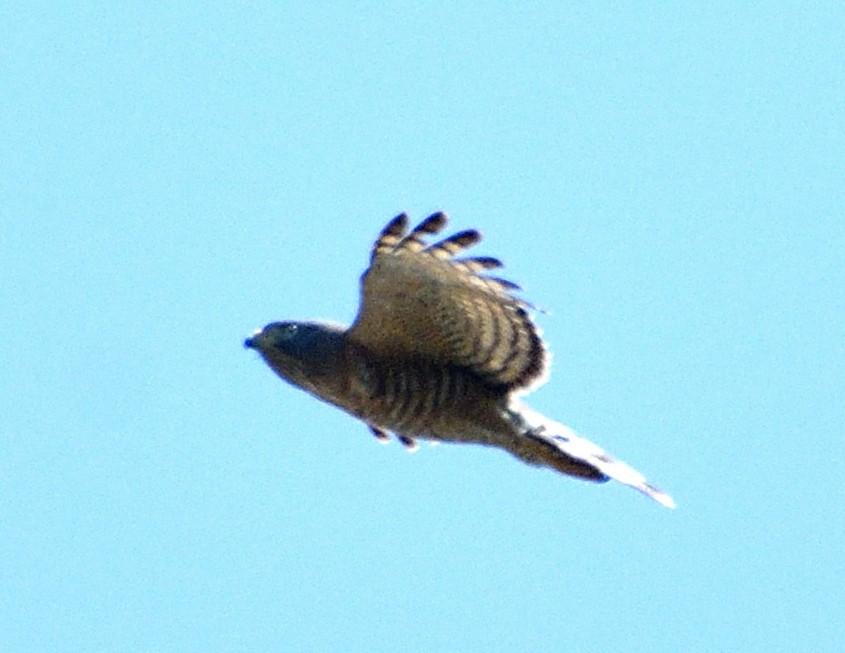 Hook-billed Kite - ML644966468