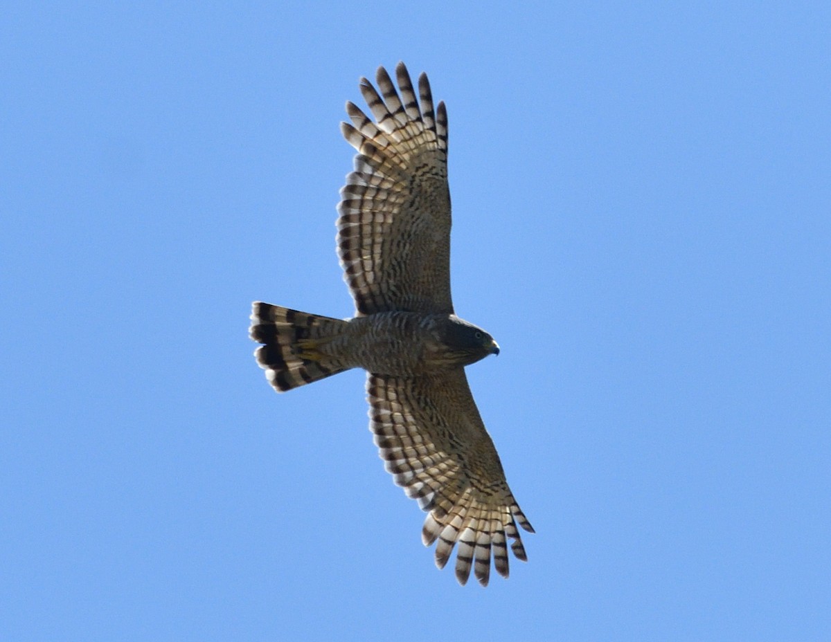 Hook-billed Kite - ML644966469