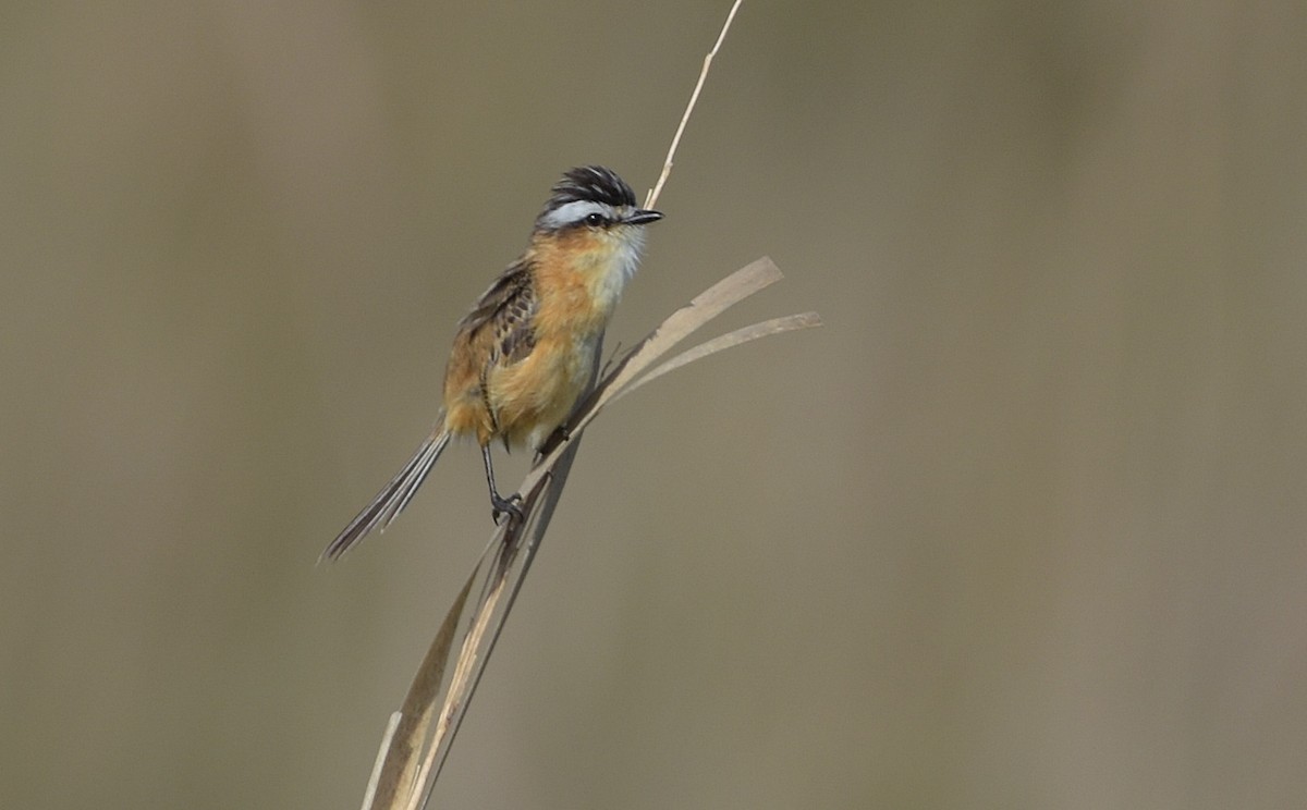 Sharp-tailed Tyrant - ML644966470
