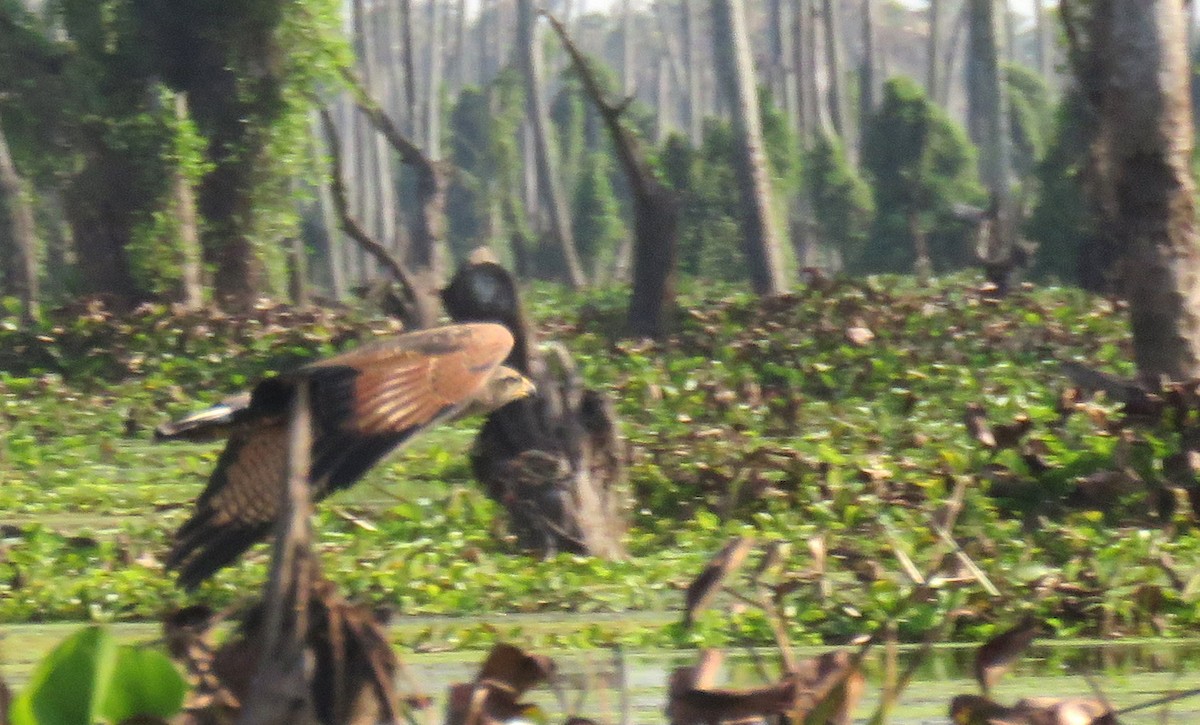 Busardo Sabanero - ML644966478