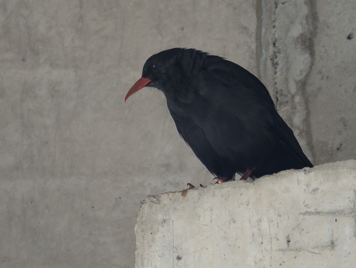 ベニハシガラス - ML644966479