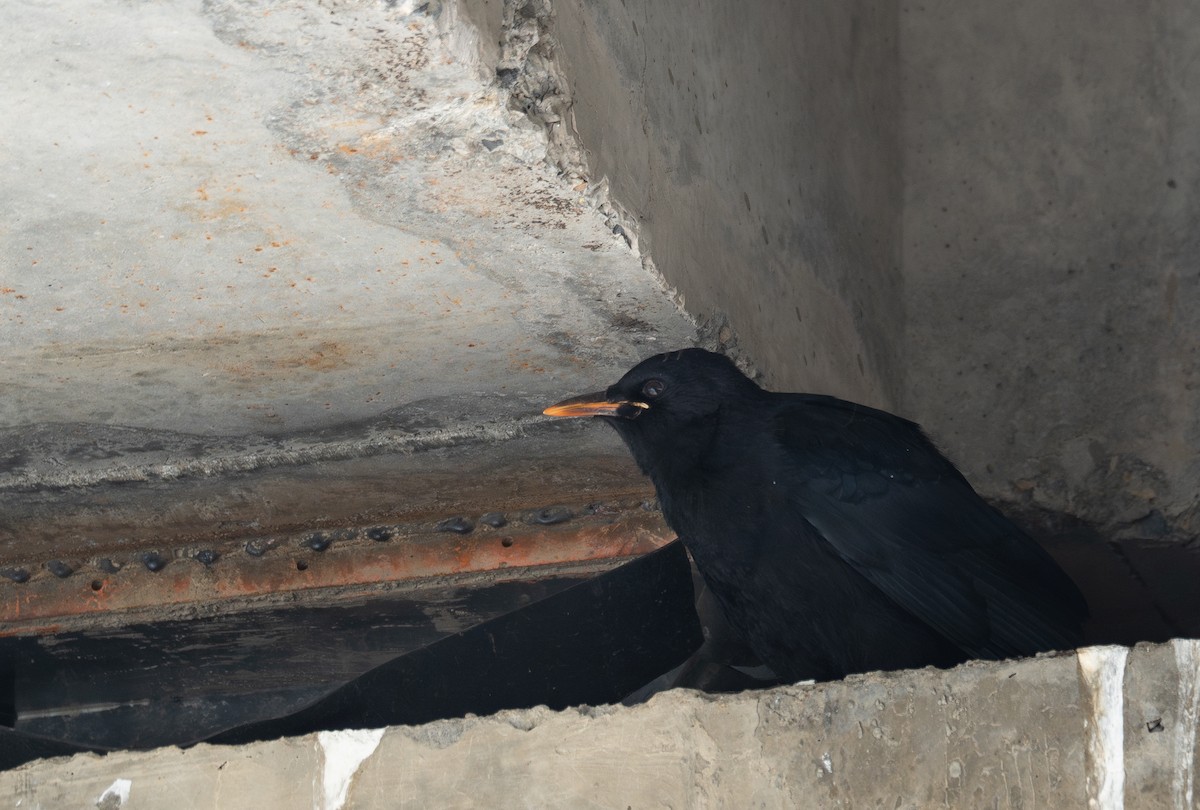 ベニハシガラス - ML644966480