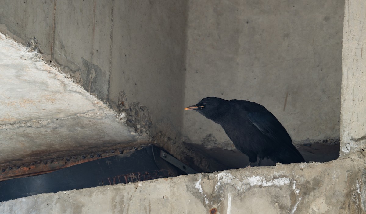 ベニハシガラス - ML644966481