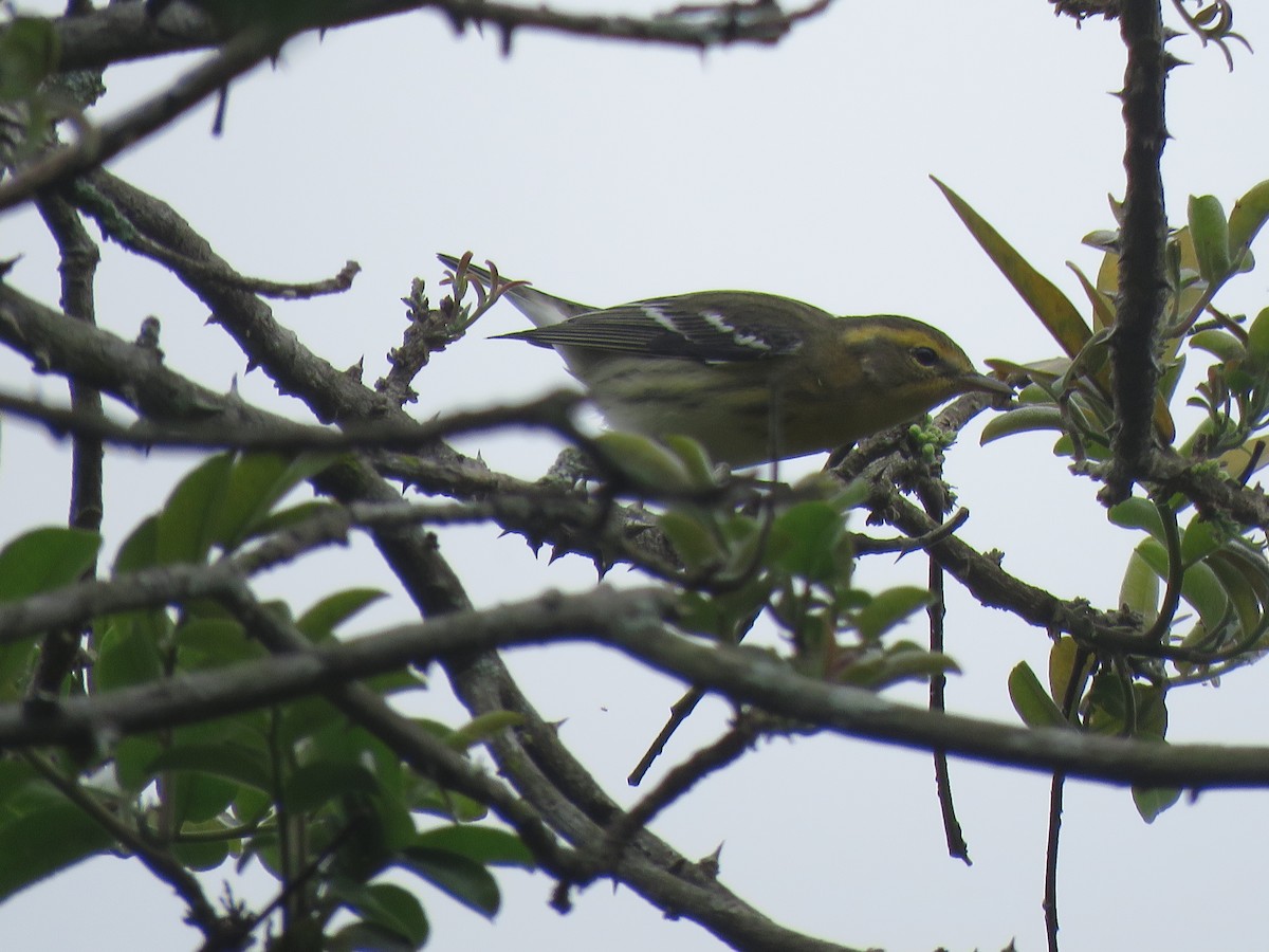 Reinita Gorjinaranja - ML644966487