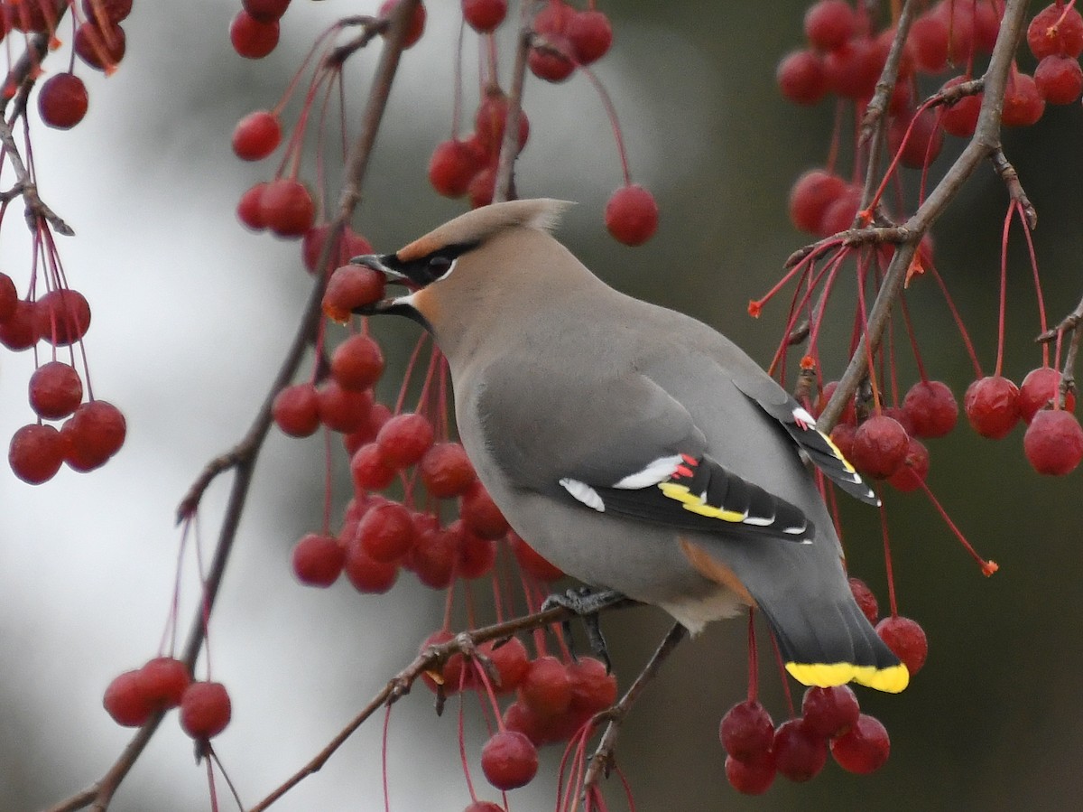 Ampelis Europeo - ML644966499