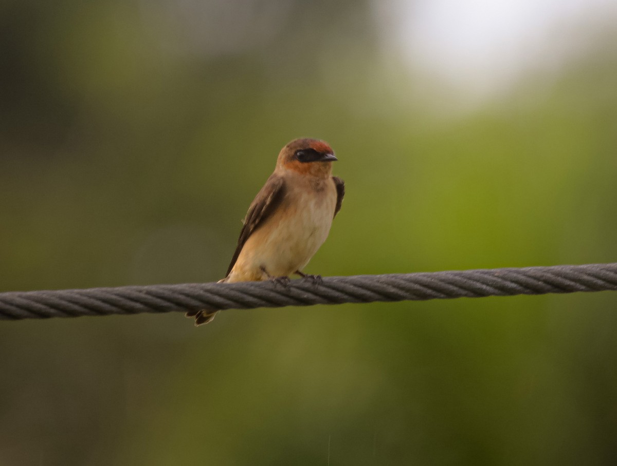 Cave Swallow - ML644966502