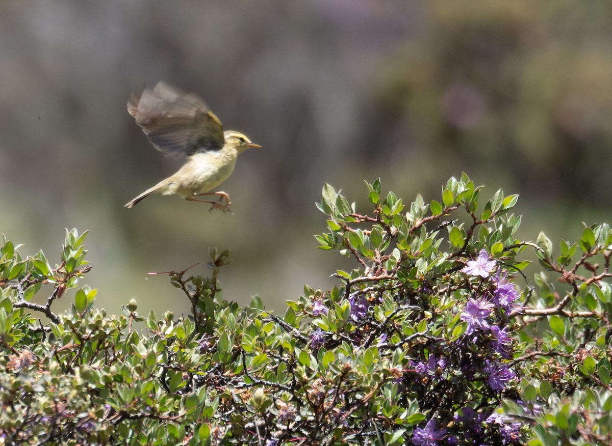 Tickell Çıvgını - ML644966504