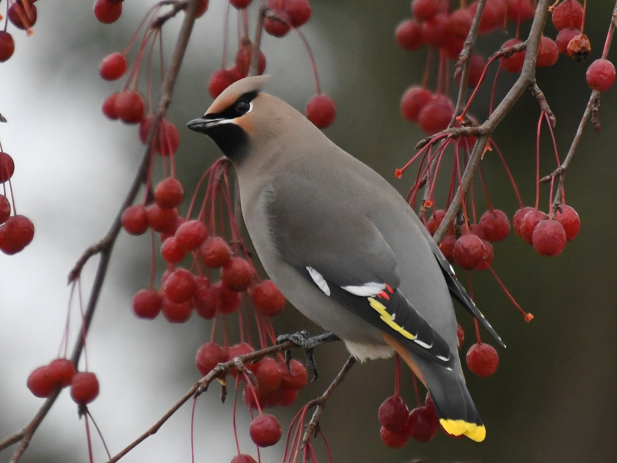 Ampelis Europeo - ML644966507