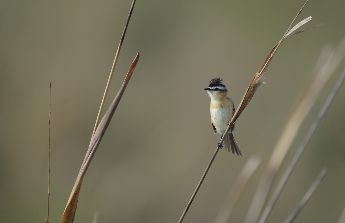 Sharp-tailed Tyrant - ML644966512