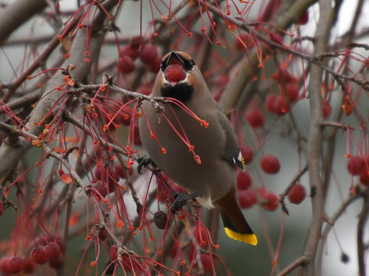 Ampelis Europeo - ML644966520