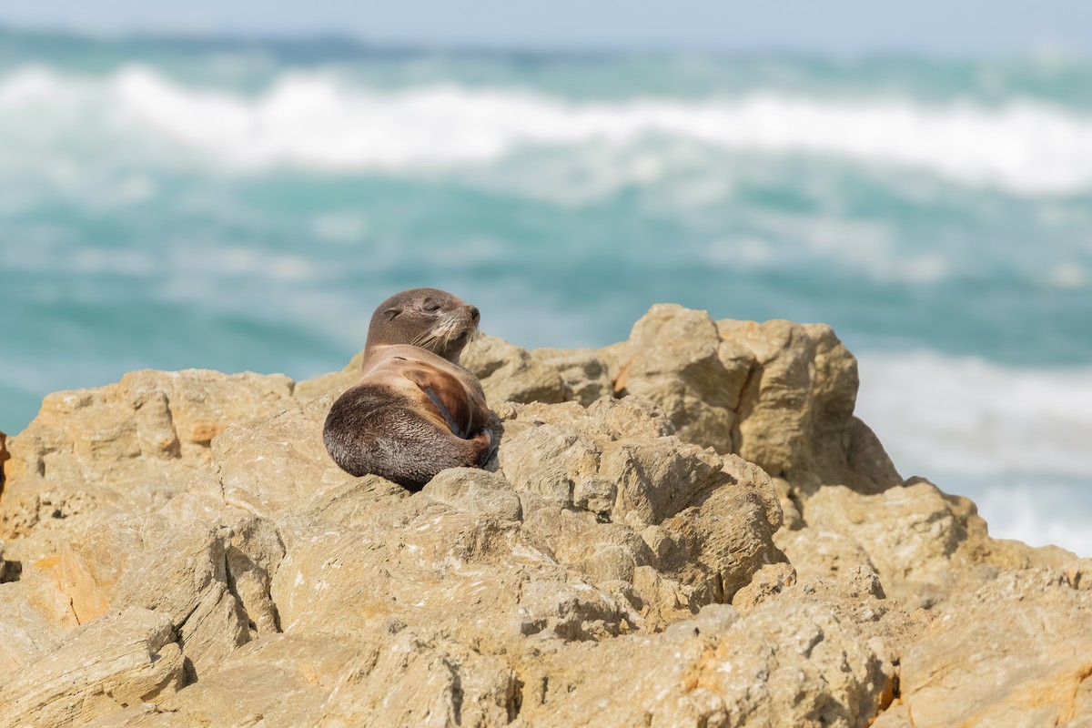 Long-nosed Fur Seal - ML644966525