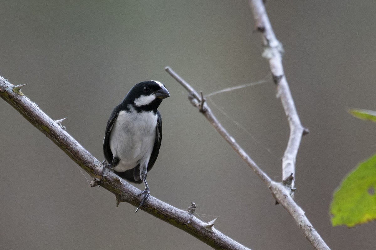 Lined Seedeater - ML644966534