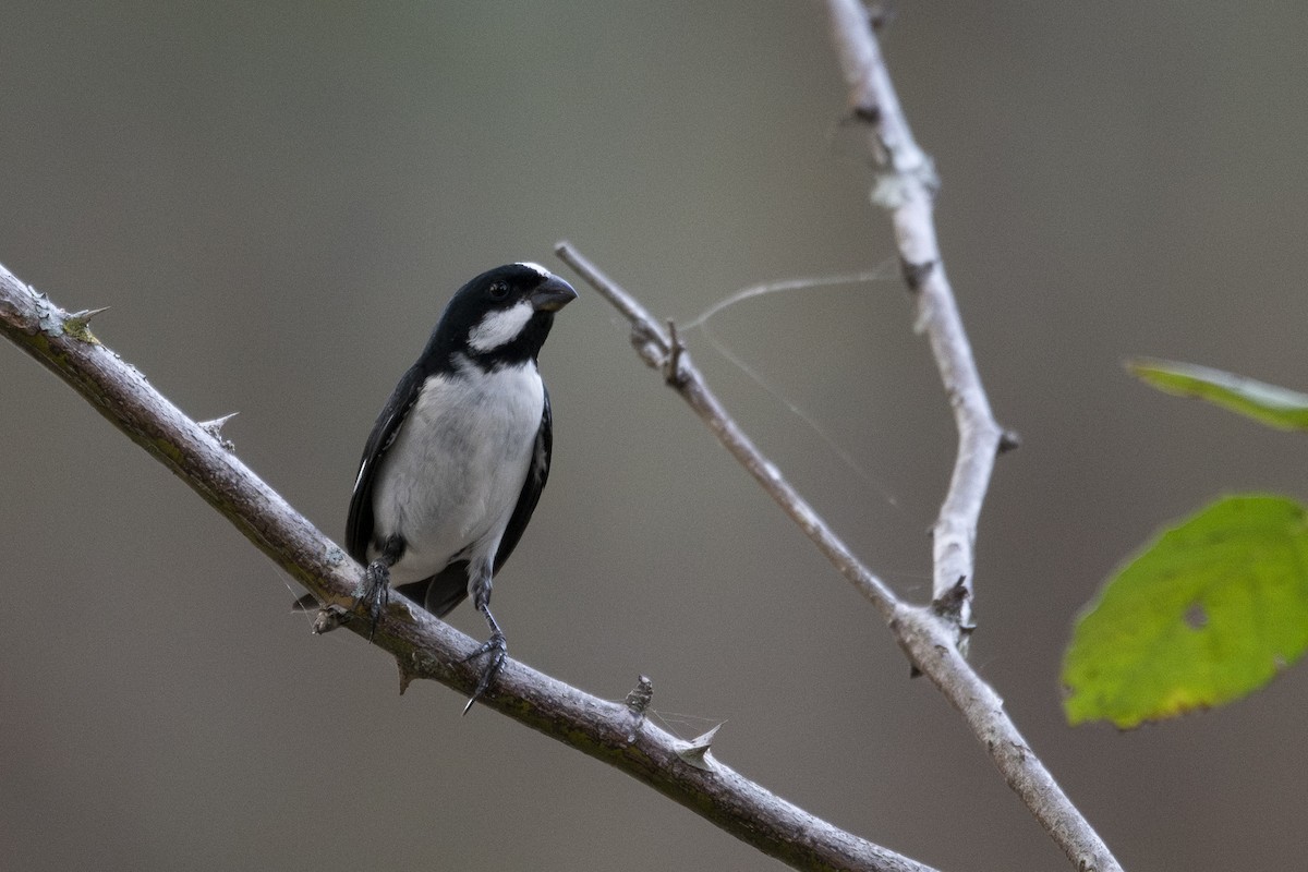 Lined Seedeater - ML644966535