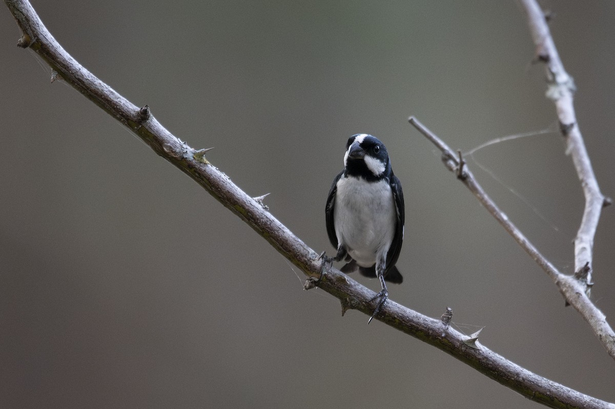 Lined Seedeater - ML644966536