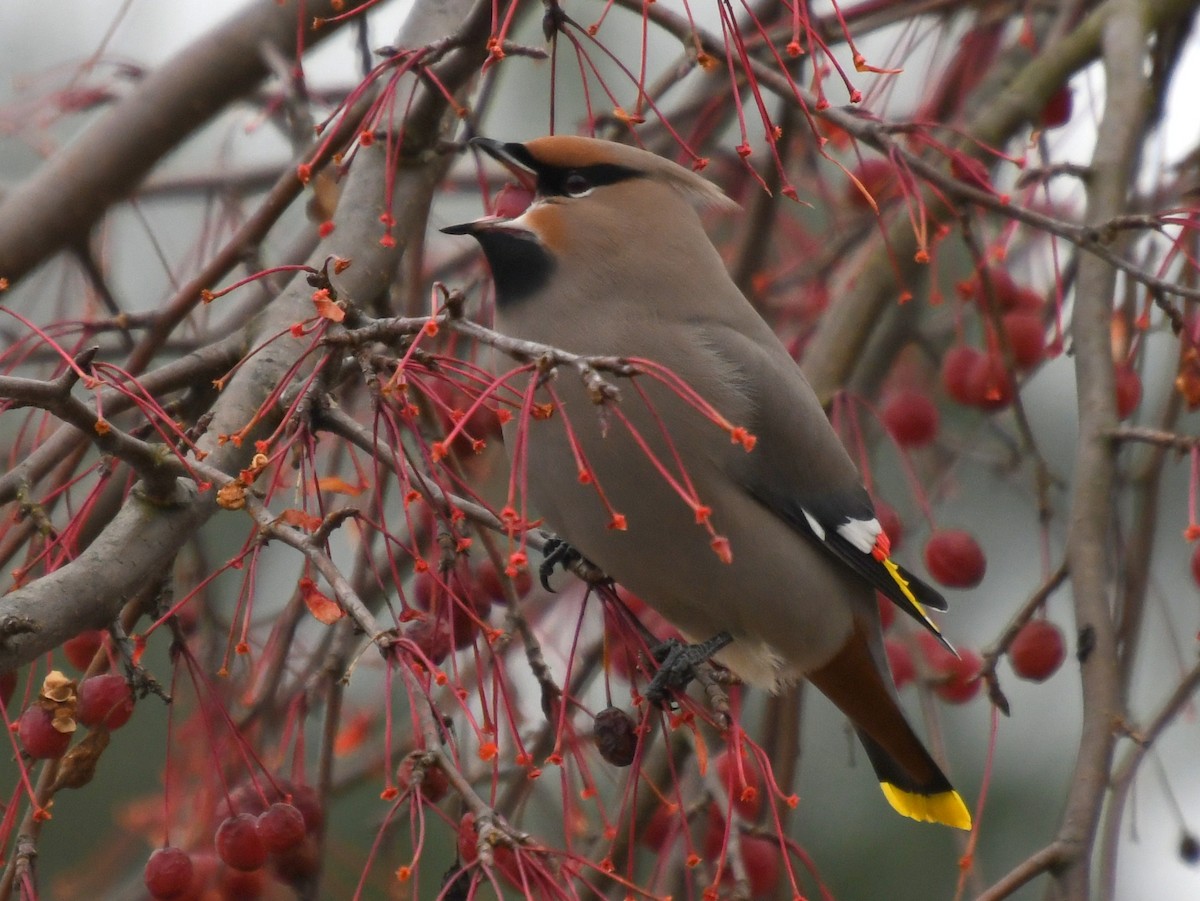 Ampelis Europeo - ML644966538